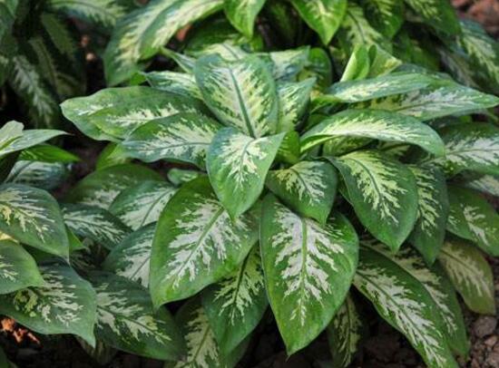 萬年青有哪些品種，萬年青的品種圖片大全