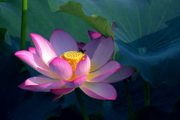 荷花不開(kāi)花怎么辦