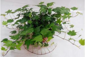 常春藤爛根怎么辦，常春藤爛根的原因及處理方法