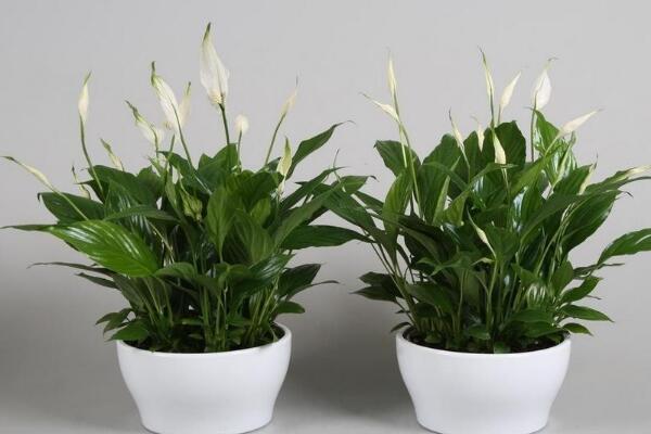 一帆風(fēng)順花有毒嗎，室內(nèi)養(yǎng)殖要注意（花沒毒汁液有毒）