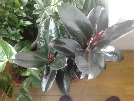 橡皮樹放在哪里旺風水，盤點四個最佳位置(客廳/書房/陽臺/玄關(guān))