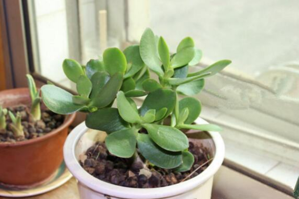 燕子掌葉片可以扦插嗎，4步即可完成燕子掌葉插