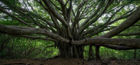 盤點(diǎn)榕樹的特點(diǎn)，千年長(zhǎng)壽樹王