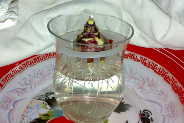 水培風(fēng)信子多久換一次水，生長(zhǎng)期可一周換水一次