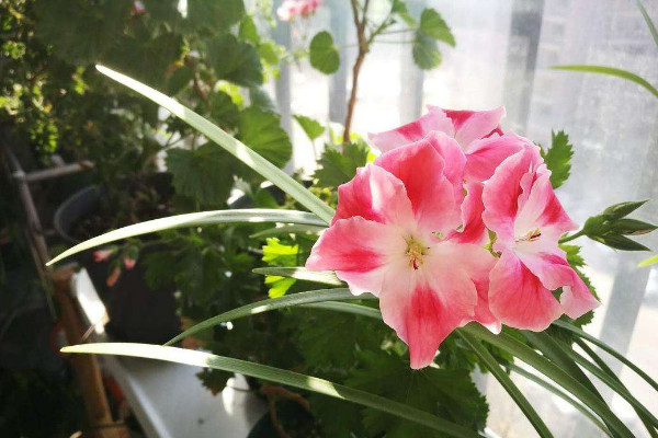 大花天竺葵怎么養(yǎng)，選用富含腐殖質(zhì)營(yíng)養(yǎng)的土壤栽培