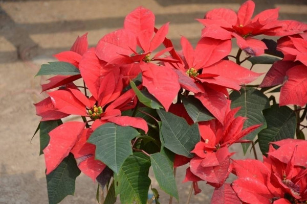 一品紅冬天怎么養(yǎng)，保證環(huán)境溫度不低于10℃