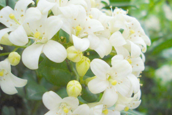 九里香為什么不開花，四種原因以及解決方法