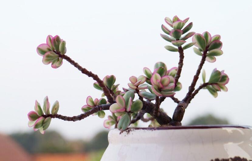 雅樂之舞花怎么養(yǎng)，4種養(yǎng)殖技巧保生長