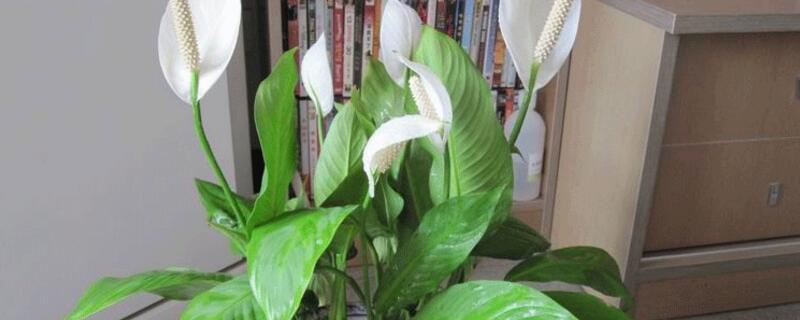 一帆風(fēng)順怎么養(yǎng)