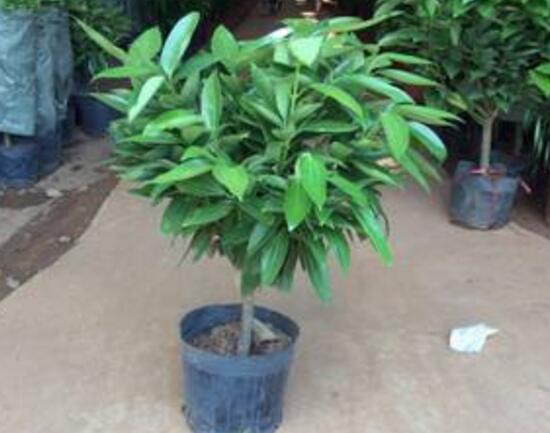 平安樹怎么繁殖，平安樹扦插方法圖解