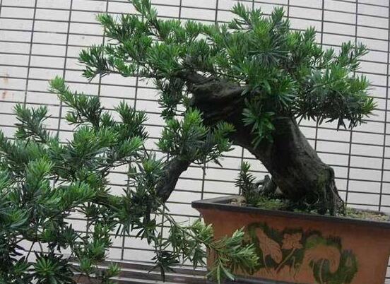 羅漢松盆景施肥，做好以有機液肥、稀薄的餅肥水為主