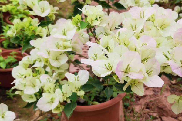 怎樣判斷三角梅死沒(méi)