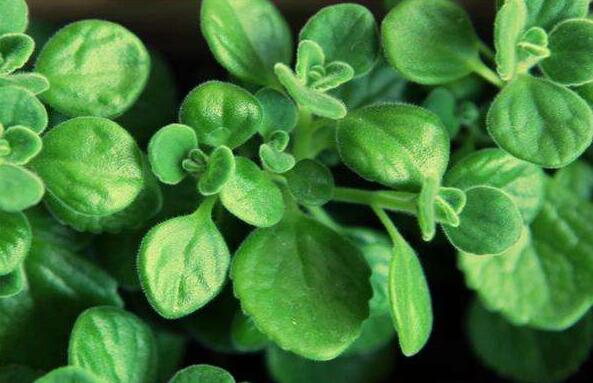 碰碰香花有毒嗎，不光沒(méi)毒并且還有很大的作用