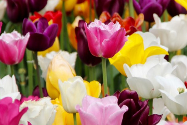 郁金香能在陽(yáng)光下曬嗎