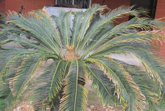 鐵樹有哪些病蟲害，鐵樹病蟲害防治