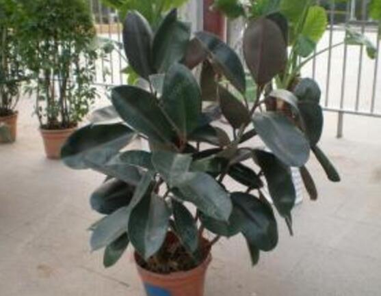 橡皮樹怎么繁殖，橡皮樹繁殖方法