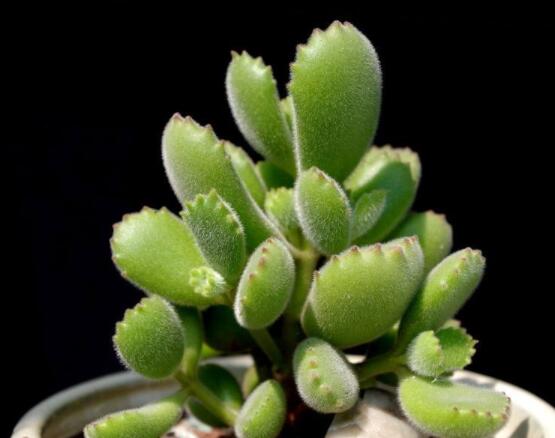 熊童子長(zhǎng)黑斑了怎么辦，教你兩種最常見解決辦法(蟲害與病害)