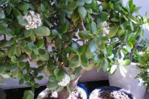 玉樹(shù)與八寶樹(shù)的區(qū)別