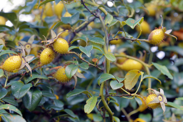 金櫻子栽培高產(chǎn)技術(shù)