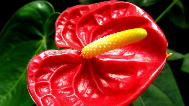 火鶴的養(yǎng)殖方法，火鶴花養(yǎng)殖有哪些注意事項(xiàng)