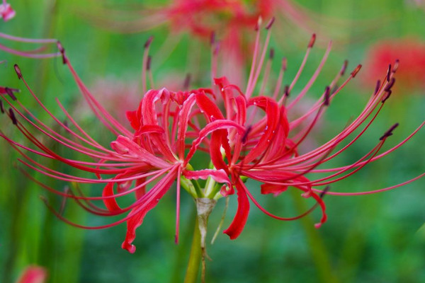 彼岸花冬天會凍死嗎