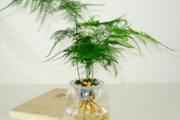 文竹可以水培嗎，可以水培需做好養(yǎng)護(hù)工作