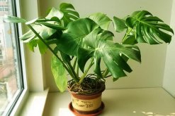 龜背竹幼葉發(fā)黃怎么辦，5種原因以及處理方法介紹