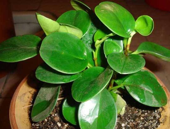 碧玉施什么肥好，碧玉的施肥方法