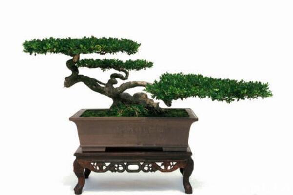 六月雪用什么盆好，青釉最好、紫砂備選