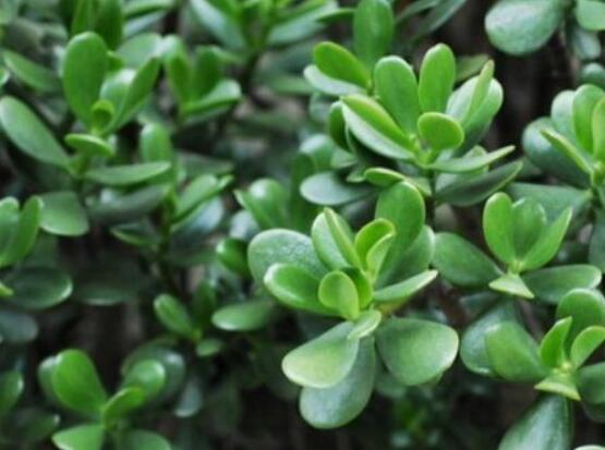 燕子掌的養(yǎng)殖方法和注意事項，老農(nóng)總結(jié)最實用八大養(yǎng)殖技巧