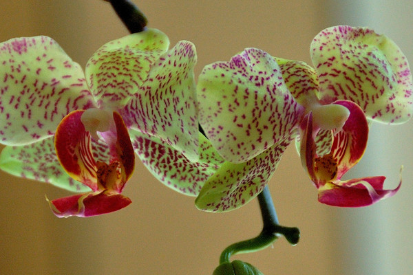 蝴蝶蘭的根部發(fā)黃是什么原因