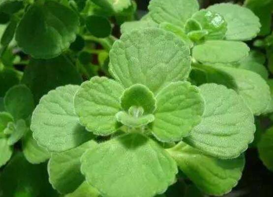 驅(qū)蚊草碰碰香有毒嗎，無毒/凈化空氣、醒腦提神