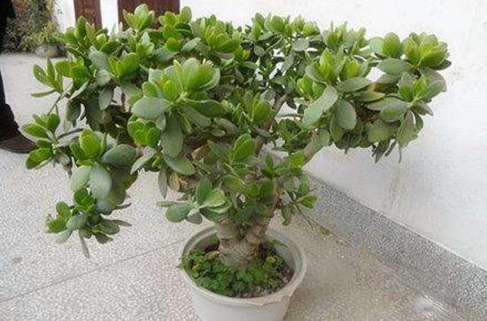 盆栽玉樹(shù)怎么養(yǎng)護(hù)，老農(nóng)總結(jié)七大養(yǎng)護(hù)方法