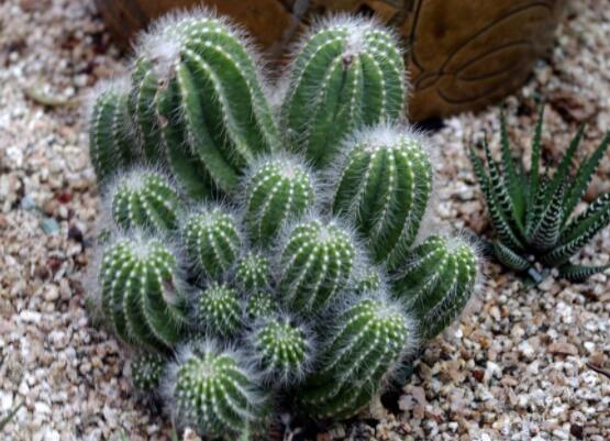 仙人掌的用途與價值，清熱解毒、消炎解暑、開胃健脾、清咽潤肺