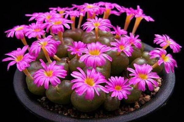 生石花開花還能活嗎，開花后會脫皮但不會死