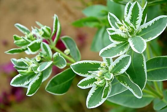 六月雪掉葉子怎么回事，最簡(jiǎn)單實(shí)效三種解決辦法