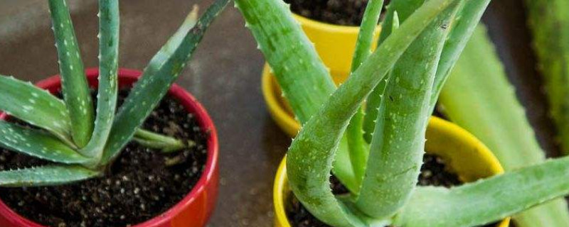 蘆薈發(fā)黃是怎么回事