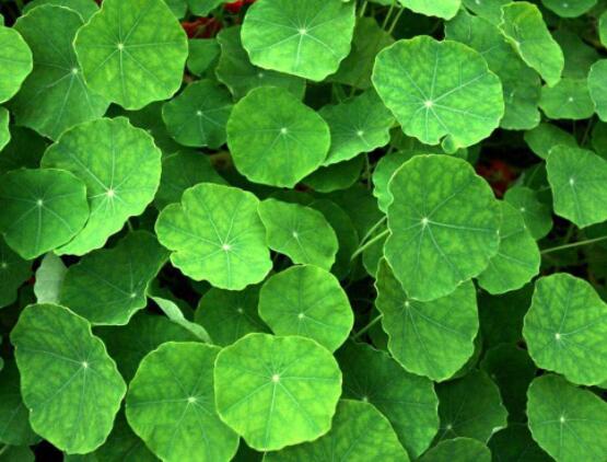 銅錢草水培好還是土培好，水培和土培兩者皆好