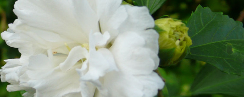 白色扶?；ɑㄕZ(yǔ)