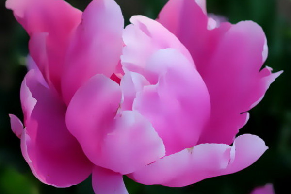 芍藥可以暴曬嗎