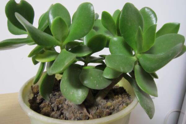 燕子掌怎么扦插，5步即可完成燕子掌的扦插