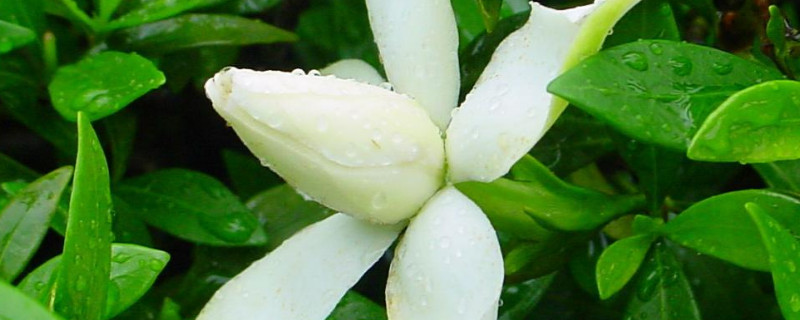 梔子花苞與葉芽區(qū)別