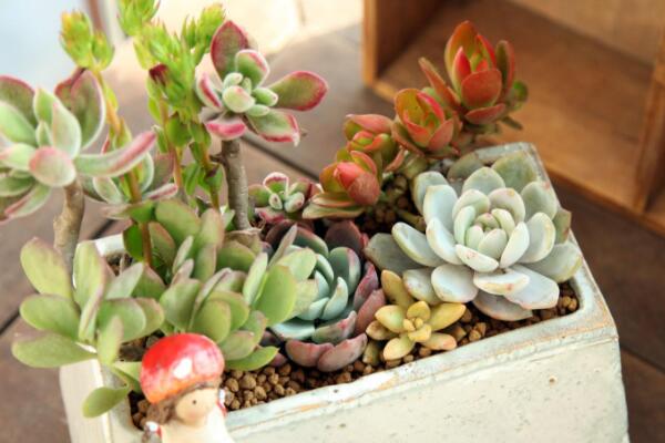 如何養(yǎng)多肉的技巧