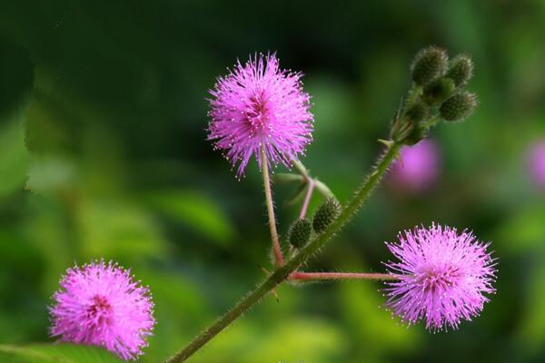 含羞草觸碰有毒嗎，導(dǎo)致人體脫發(fā)、孕婦流產(chǎn)