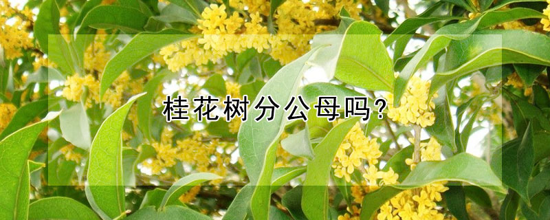 桂花樹(shù)分公母嗎?