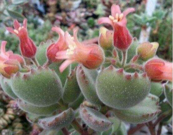 熊童子怎么養(yǎng)開花，做好五個要點花開爆盆