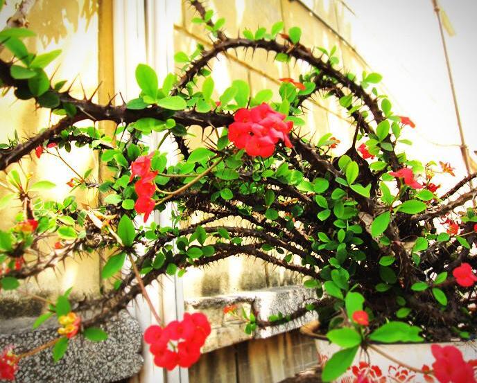 盆栽虎刺梅的養(yǎng)殖方法，施肥澆水頭頭要顧到