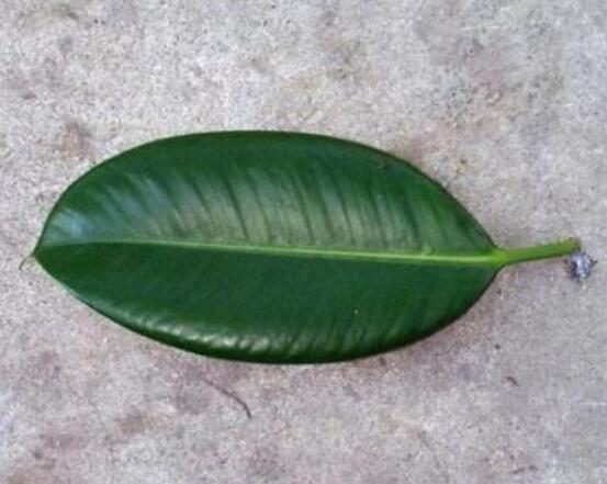 橡皮樹的葉插方法，擇基部下小嫩芽葉片/春秋季節(jié)扦插最佳