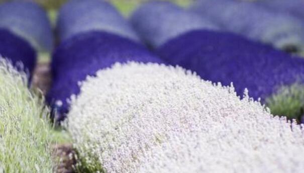 藍(lán)色薰衣草花語(yǔ)，一對(duì)戀人之間的心心相印