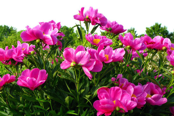 盆栽芍藥冬天怎樣過(guò)冬